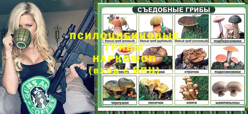 Псилоцибиновые грибы Psilocybine cubensis Дмитров