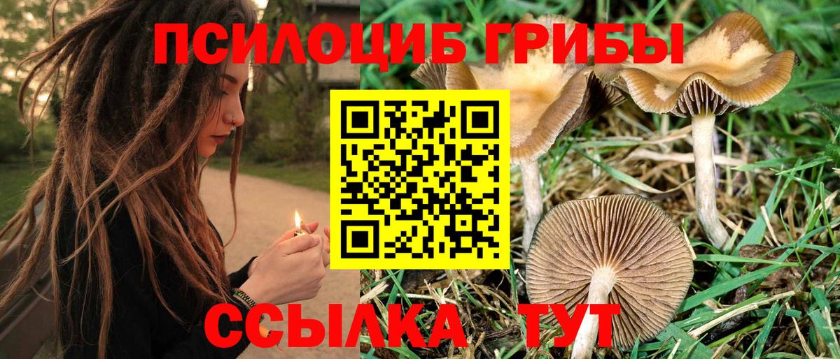 Псилоцибиновые грибы Psilocybe  Дмитров  Галлюциногенные грибы Psilocybine cubensis 